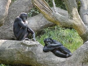 MACACOS BOMBOS
