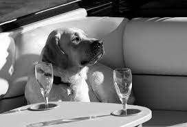 BANQUETE MUITO CHOQUE PARA OS CACHORROS