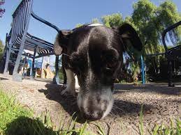 ANIMAIS FOTÓGRAFOS