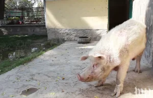 Khanzir, o único porco que vive no Afeganistão