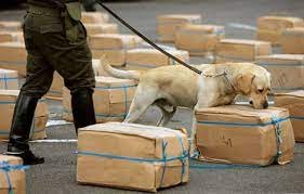 treinamento de um cão farejador da Polícia Militar