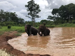 Santuário de Elefantes na Chapada dos Guimarães (MT)