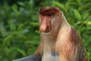 Macaco proboscis