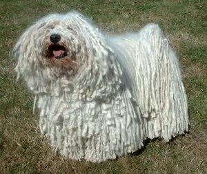 Cão da raça komondor