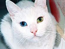 MENINO COMEU O PRÓPRIO GATO NA ROMÊNIA 