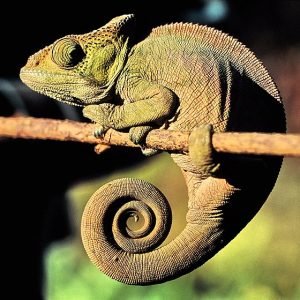 CAMALEÃO