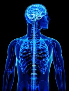 CORPO HUMANO
