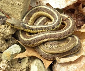 serpentes thamnophis