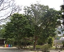 PAU BRASIL