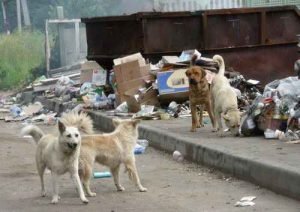 CÃES DE RUA