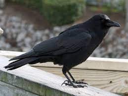 CORVO LADRÃO NA ITÁLIA