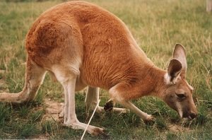 CANGURU