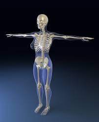 corpo humano