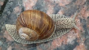 ESCARGOT