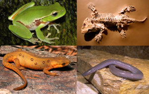 ANFÍBIOS
