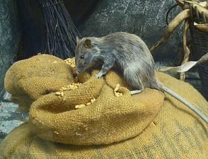 RATO
