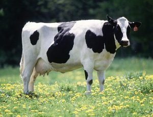 VACA