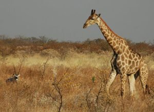 GIRAFA