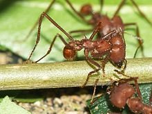 FORMIGA TANAJURA