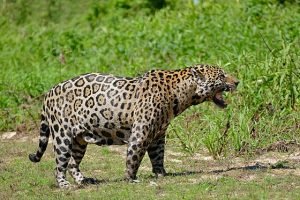 ONÇA PPINTADA - ANIMAL DA FAUNA BRASILEIRA