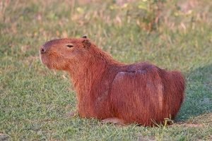 Dia da capivara - imagem Wijipedia
