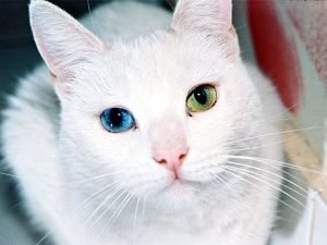 Gatos de estimação e suas curiosidades 