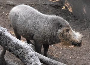 PORCO-BARBUDO