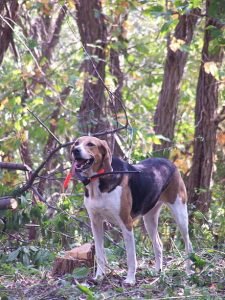 CÃO RAÇA foxhound