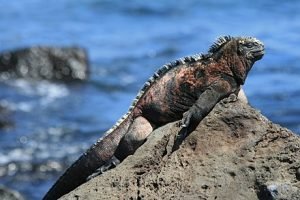 Iguanas-marinhas e seus costumes 
